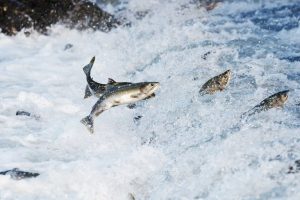 Jumping salmon in a river at Alaska
